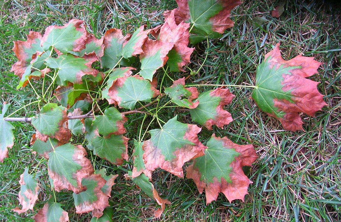 Signs That Your Tree Is Stressed And How To Treat It