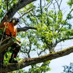 Smart Seasonal Tree Removal Strategies for Homeowners in Stouffville