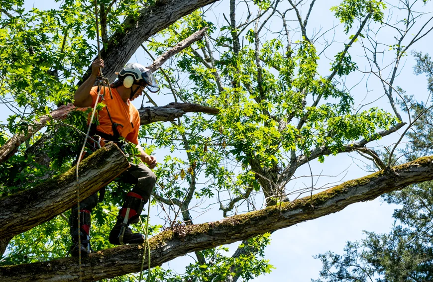 Smart Seasonal Tree Removal Strategies For Homeowners Stouffville