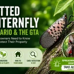 Spotted Lanternfly in Ontario: What GTA Homeowners Need to Watch for This Summer