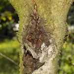 Spotting Tree Defects: What Arborists Look for First