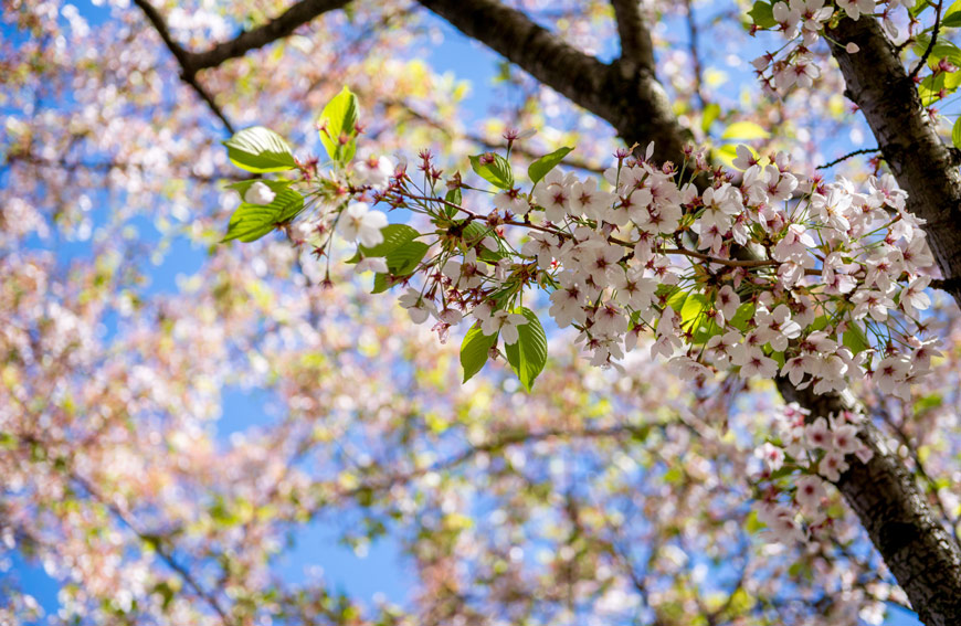 Spring Tree Care Checklist Toronto