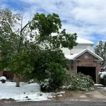 Storm-Damaged Trees in Aurora: A Homeowner’s Guide to Emergency Tree Removal
