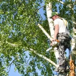 Summer Tree Removal in the GTA: What Homeowners Need to Know
