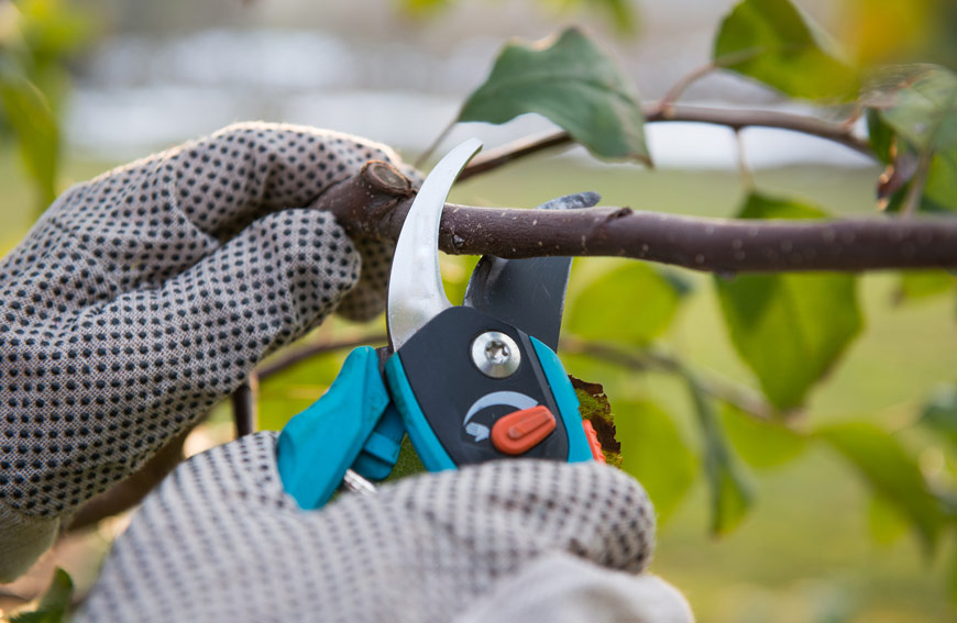 Top Reasons Prune Trees Toronto