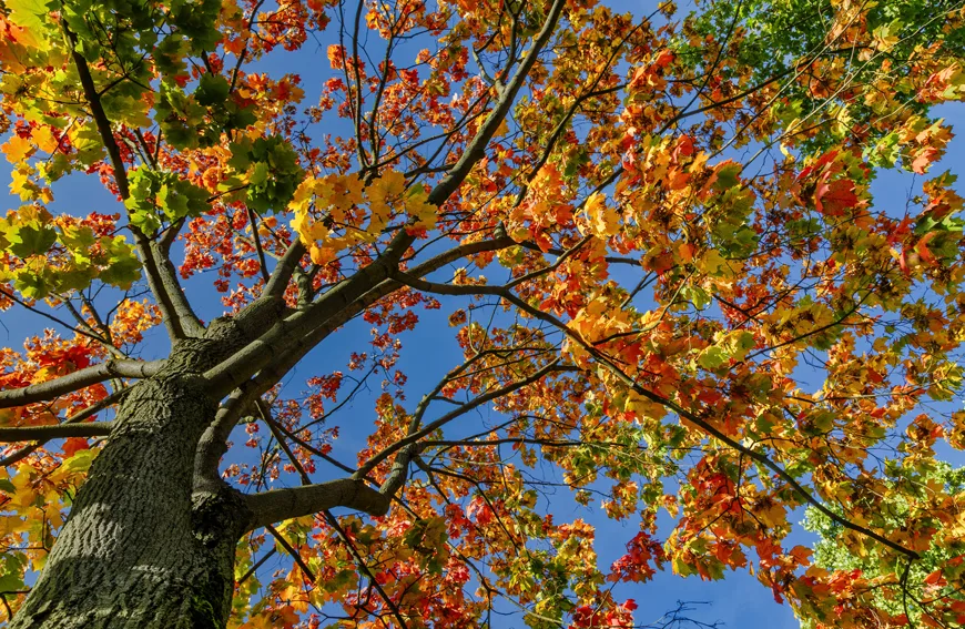 Toronto Native Trees Guide
