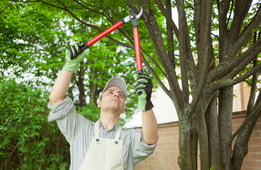 Toronto Tree Pruning Tips