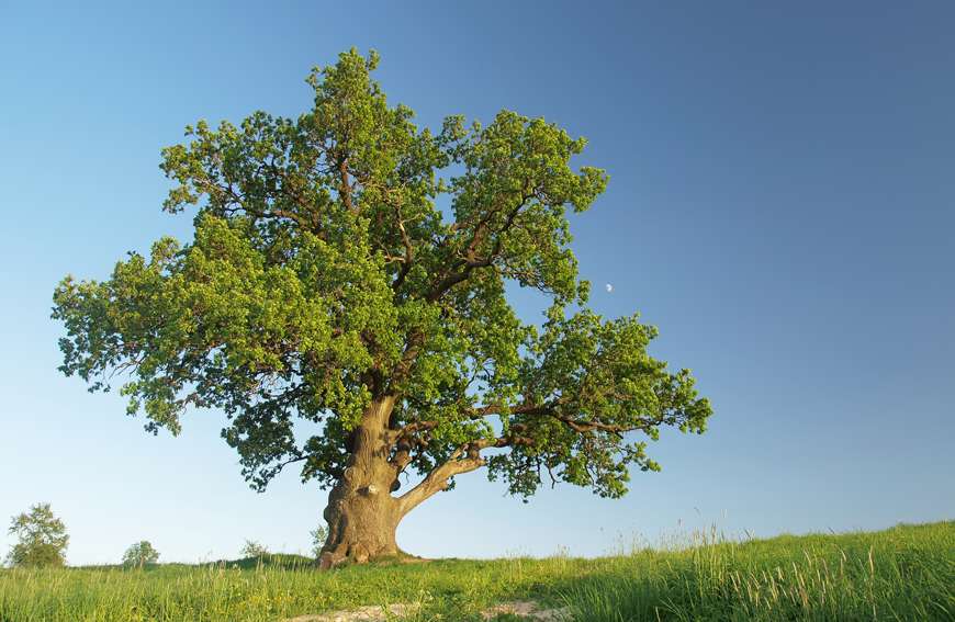 Tree Anatomy