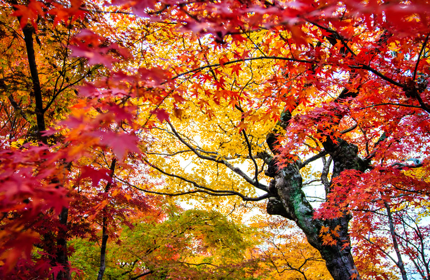 Tree Care For Japanese Maple Trees