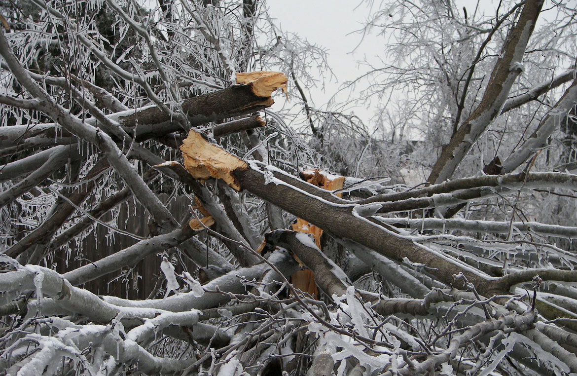 Tree Care Before and After Major Storms