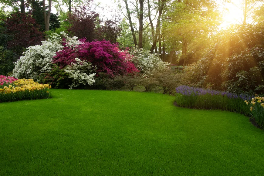 Tree Care Tips For Hot Summer Weather