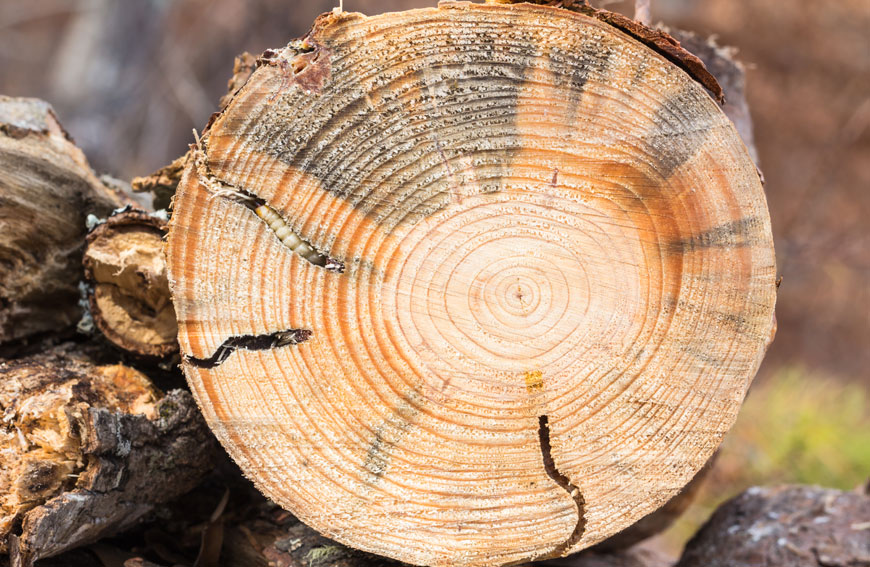 Tree Pests Control Toronto