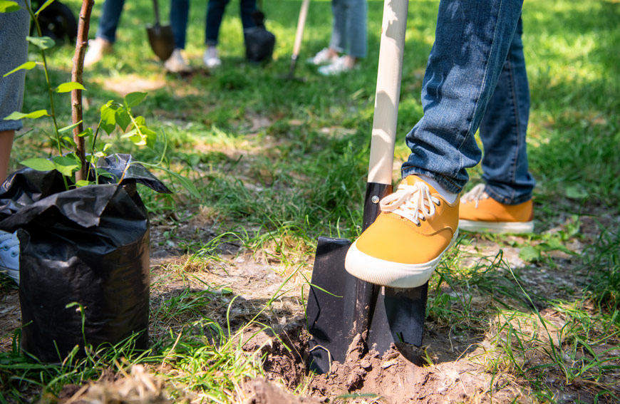 Tree Planting Care Issues