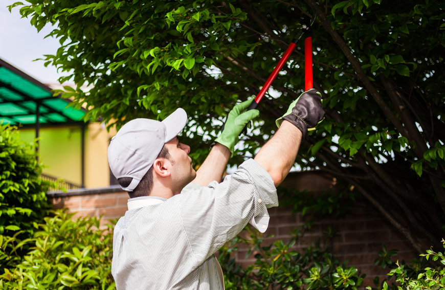 Tree Pruning Rules