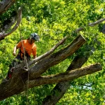Tree Removal in Aurora: Understanding Local Bylaws and Requirements