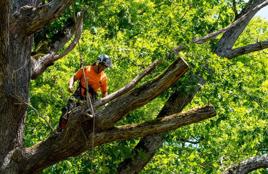 Tree Removal Aurora Understanding Local Bylaws Requirements