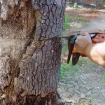 Do You Need a Permit to Remove a Tree in Ontario? Here’s What GTA Homeowners Need to Know