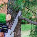 Tree Removal vs. Tree Trimming: What’s Best for Your Aurora Property?