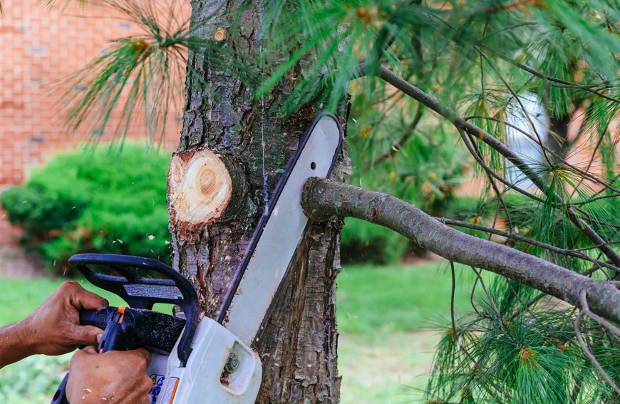 Tree Removal Vs Tree Trimming Aurora