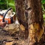 Tree Removal- What You Should Know