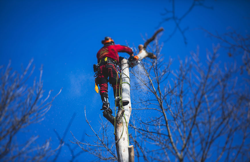 Tree Topping Pollarding Pruning Techniques