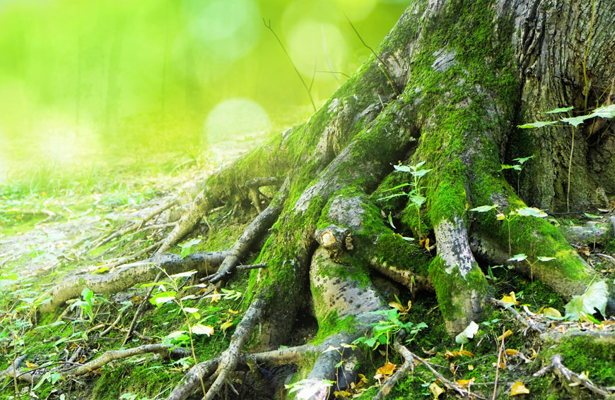 Tree Trunk And Root Issue Causes