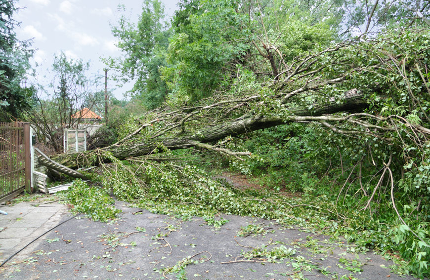 Trees Damaged In Storm Tips