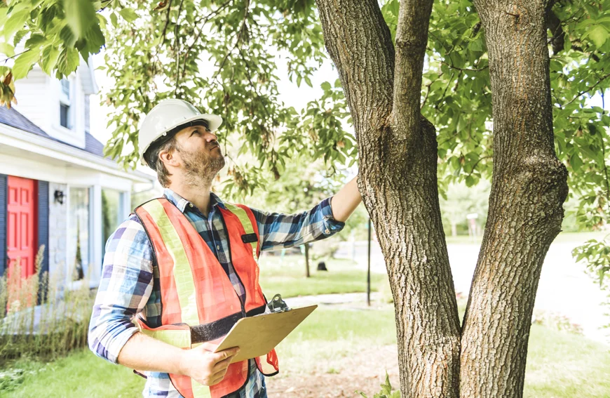 Understanding Tree Removal Permits In Newmarket
