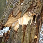 What to Do After Storm Damage: Tree Recovery Tips for Toronto Homeowners