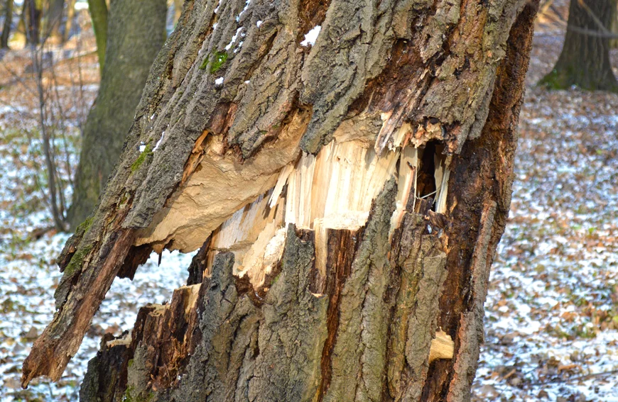 What To Do After Storm Damage Tree Recovery Tips Toronto