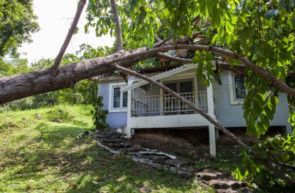 Emergency Tree Services: What to Do When a Tree Falls on Your Property