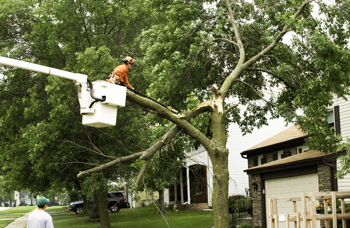 What To Expect When A Tree Is Struck By Lightning