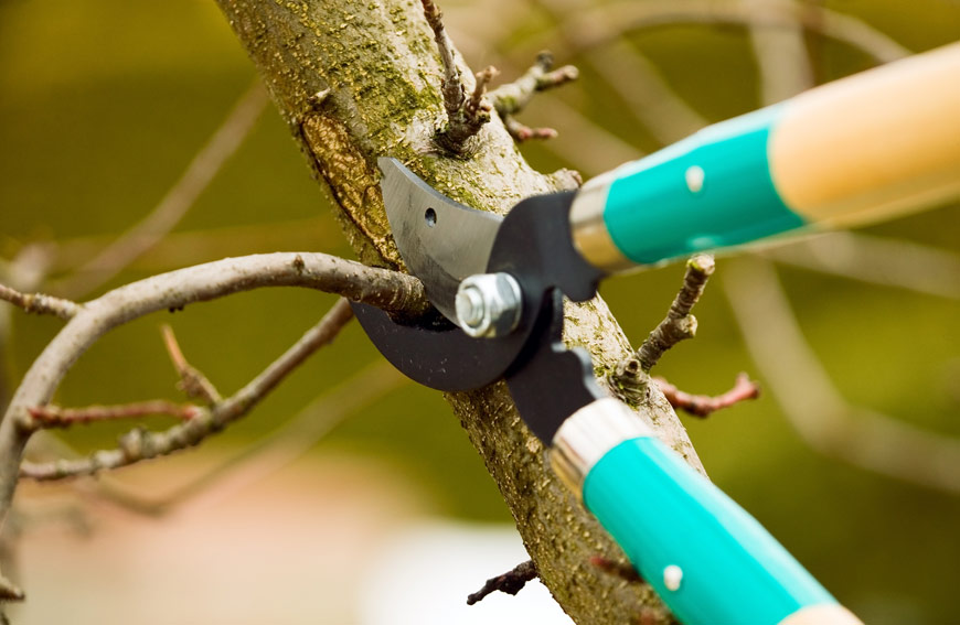 When Prune Your Tree