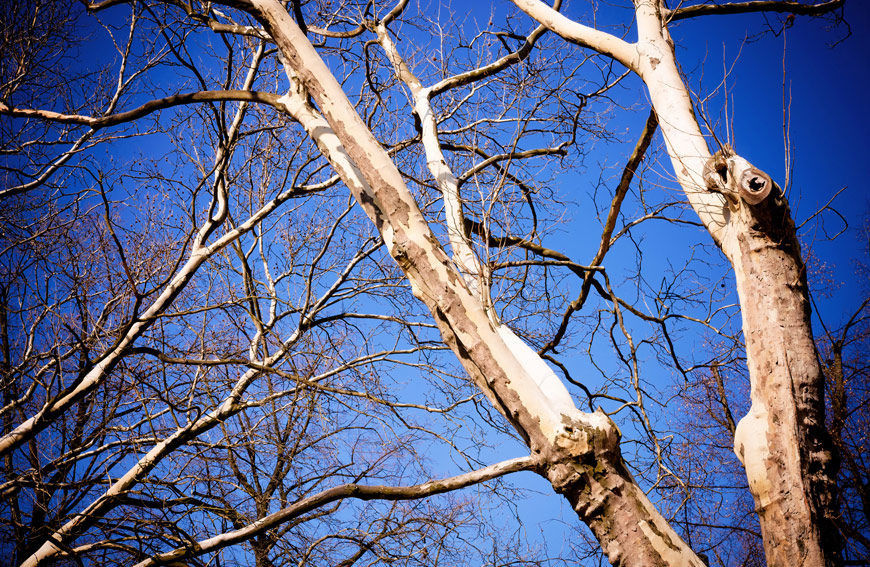 When Remove Tree Toronto