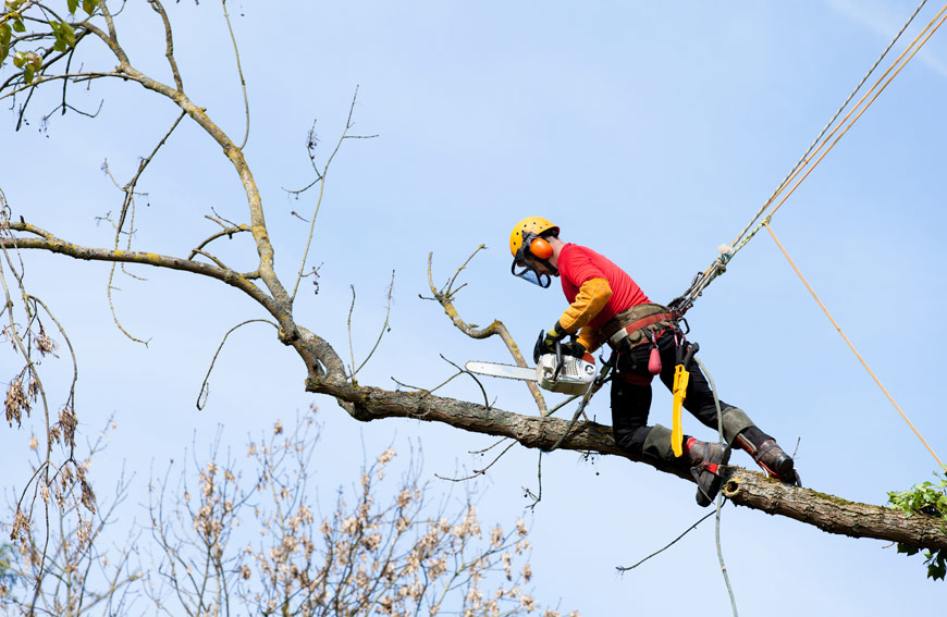When Should Call An Arborist