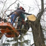 Why Homeowners in Richmond Hill Choose Five Star Tree Services for Safe and Professional Tree Removal