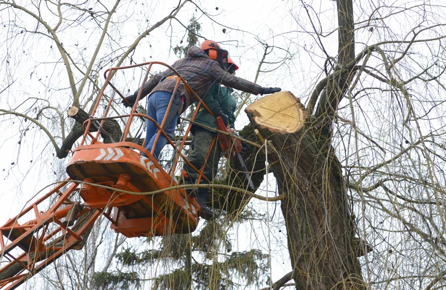 Why Choose Five Star Tree Services For Tree Removal Richmond Hill