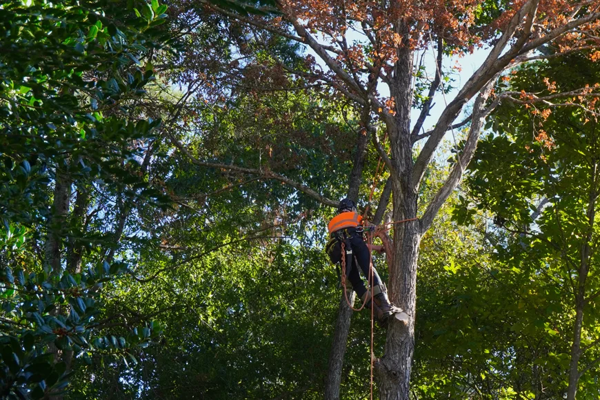 Why Choosing Certified Arborist Protects Your Trees Home