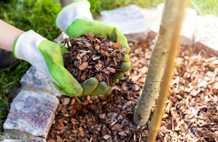 Woodchips Underneath Trees Benefits